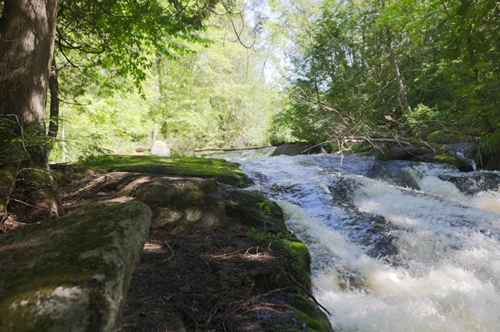 Healthy Forest River